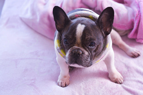 後悔しないペット選び！あなたと家族にぴったりのパートナーを見つける完全ガイド