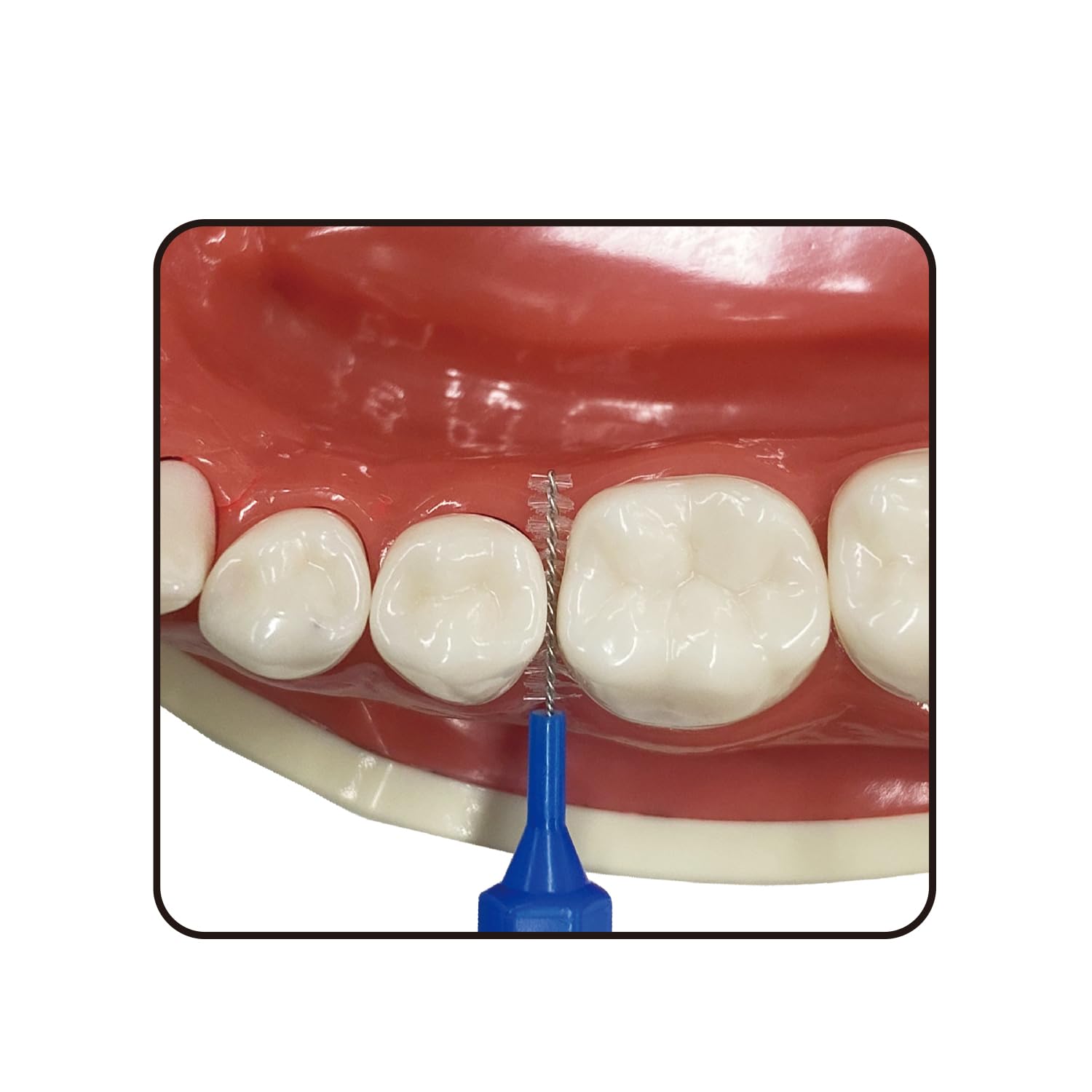 Ｂ－Ｄ４６６２　デイリーキャップ付歯間ブラシ２０本入・ＳＳ 容量20ホンエビス フロス・歯間ブラシ