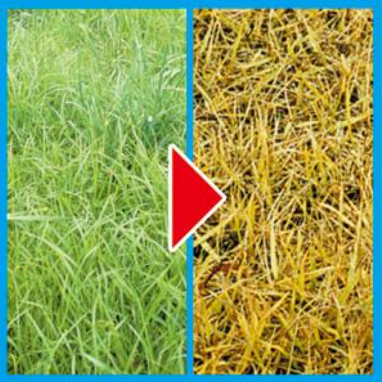 カダン除草王オールキラー粒剤９００ｇ 容量900G フマキラー 園芸用品・除草剤