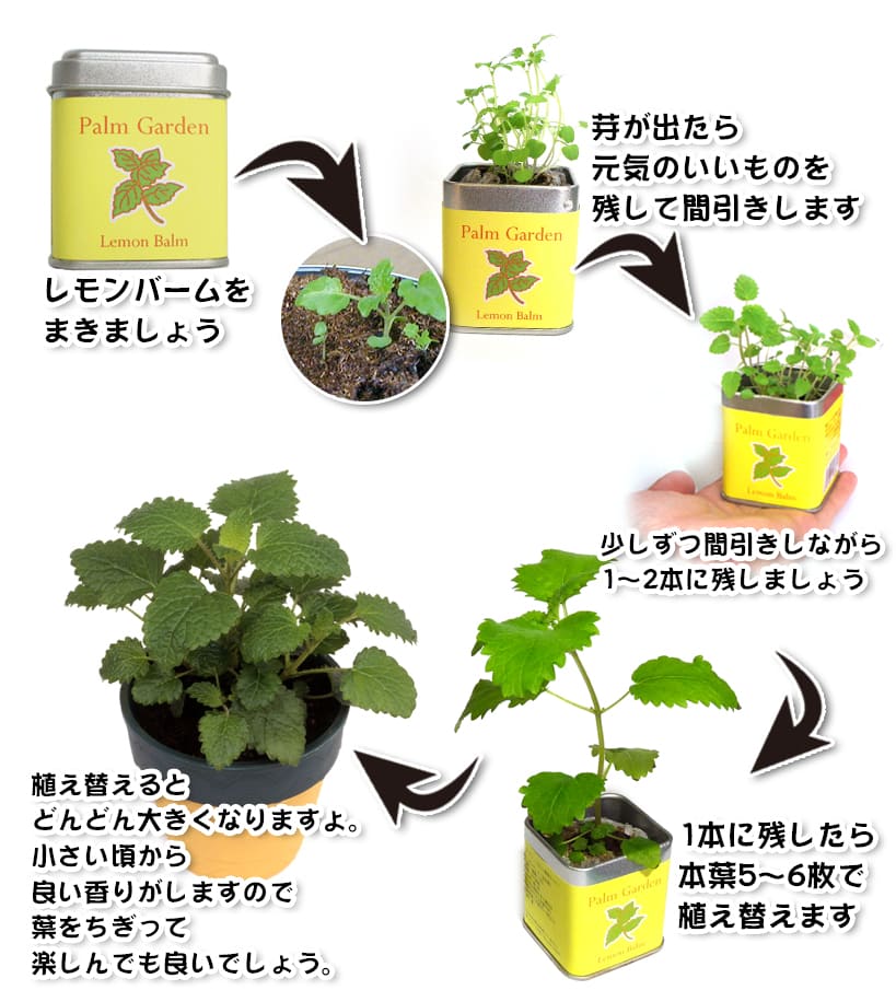 小さな栽培セット パームガーデン バジル 栽培キット