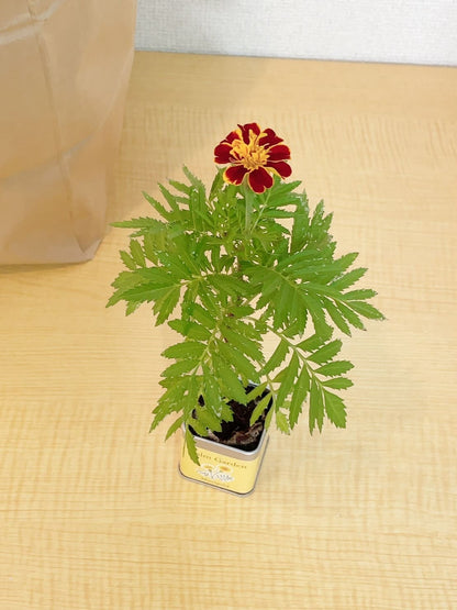 小さな栽培セット パームガーデン レモンバーム 栽培キット