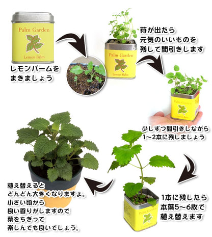 小さな栽培セット パームガーデン スペアミント 栽培キット