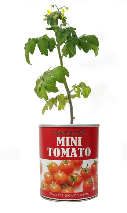 Canned garden Lサイズ ケール 栽培キット