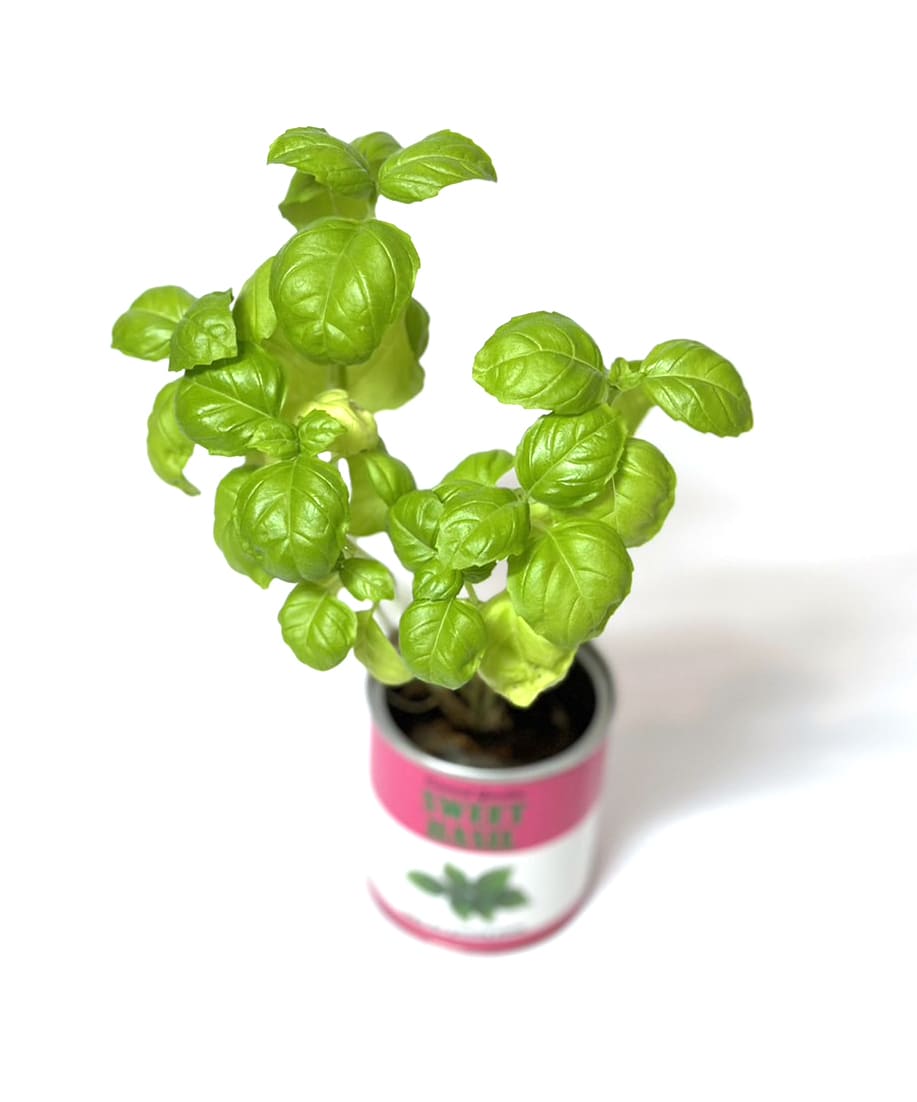 Canned garden Sサイズ スイートバジル 栽培キット